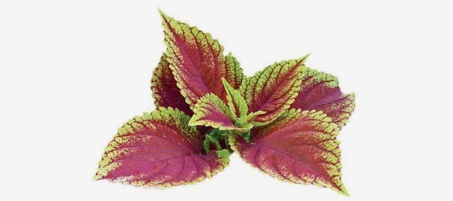 Forskolin Has Been Shown To Raise Testosterone Levels