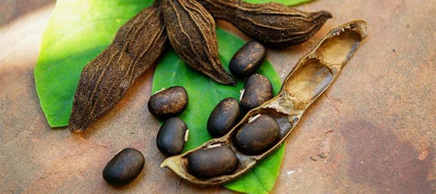 Mucuna Pruriens Can Boost T Levels And Improve Sperm Quality