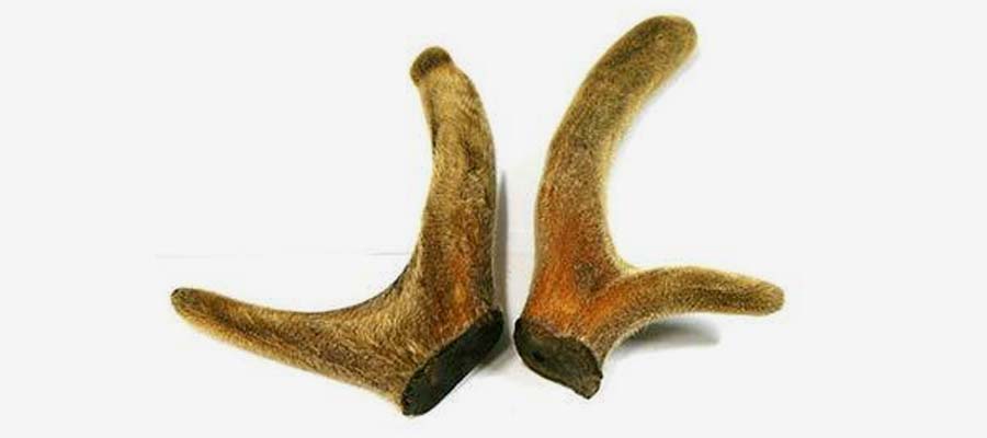 Velvet Antler