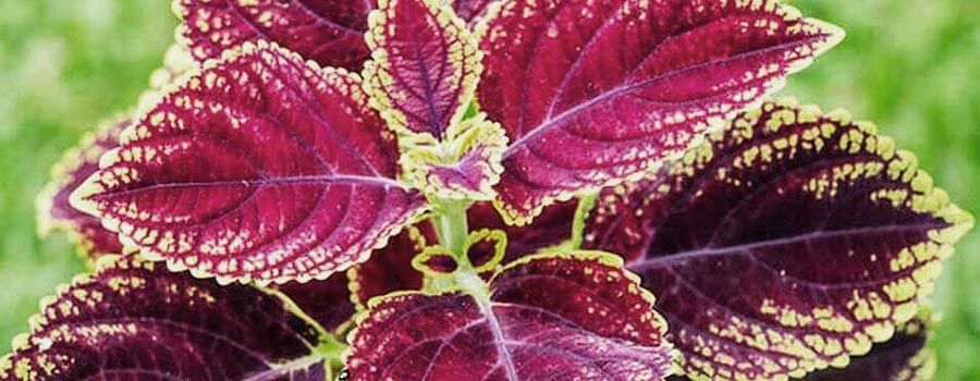What is the Safest Way to Ingest Forskolin Recommended dose?