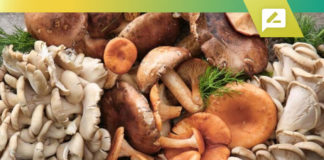 Top 10 Best Medicinal Mushrooms Brands