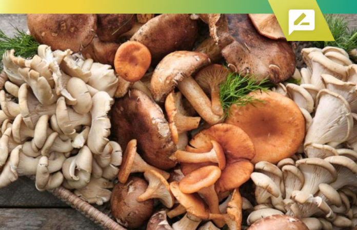 Top 10 Best Medicinal Mushrooms Brands