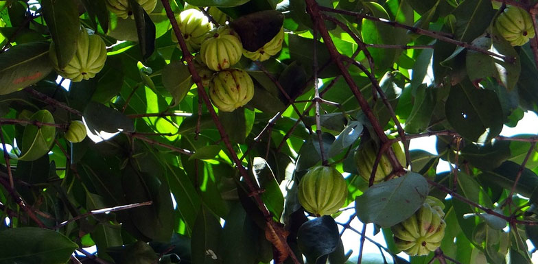 garcinia fruit in nature