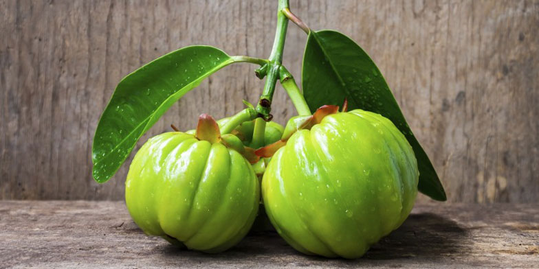 garcinia supplements