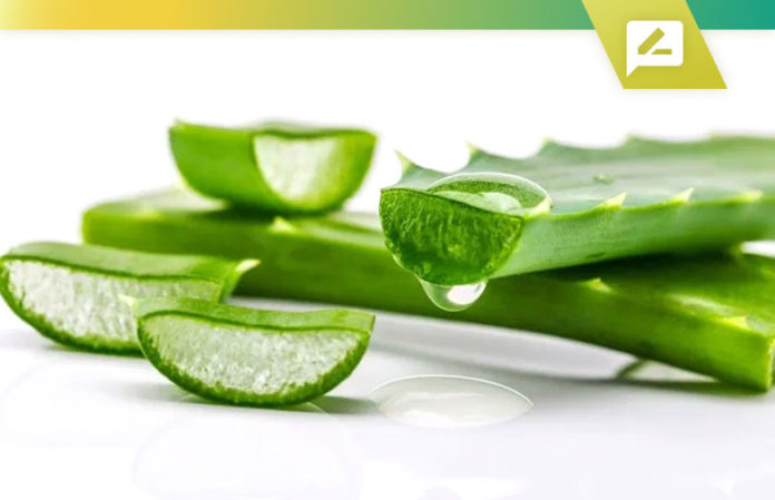 Best Aloe Vera Supplements 2020