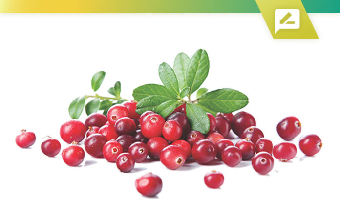 Best Cranberry Extract Supplements