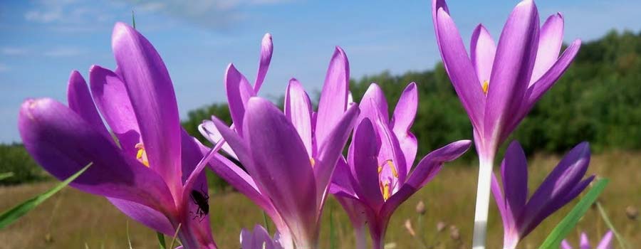 Colchicum