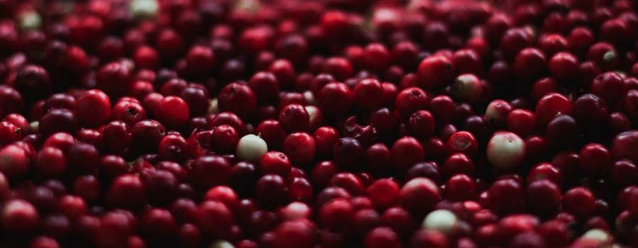 cranberry extract
