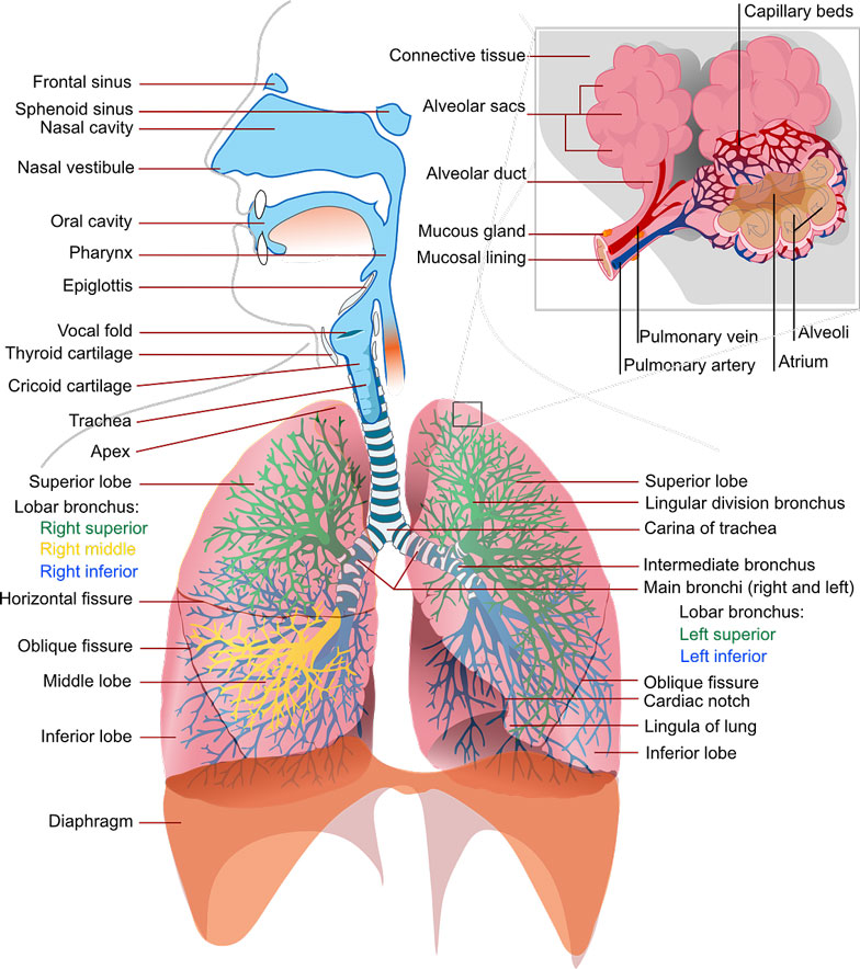 lung health guide