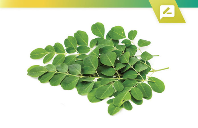 moringa health benefits