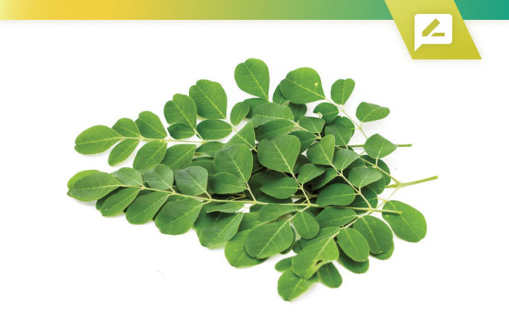 moringa health benefits