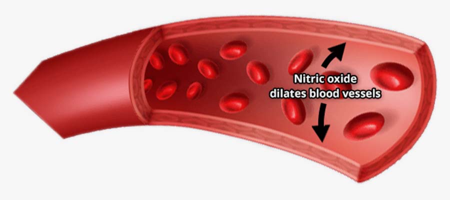 How Does VigRX Nitric Oxide Support Work?