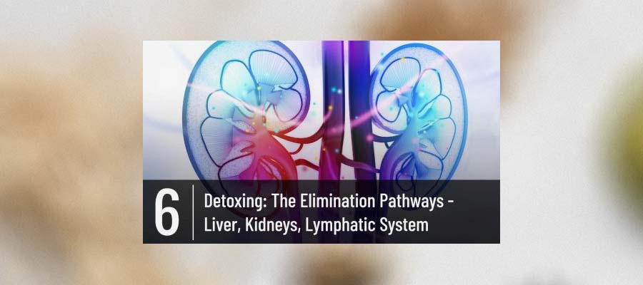 Detoxing: The Elimination Pathways: Liver, Kidneys, Lymphatic System