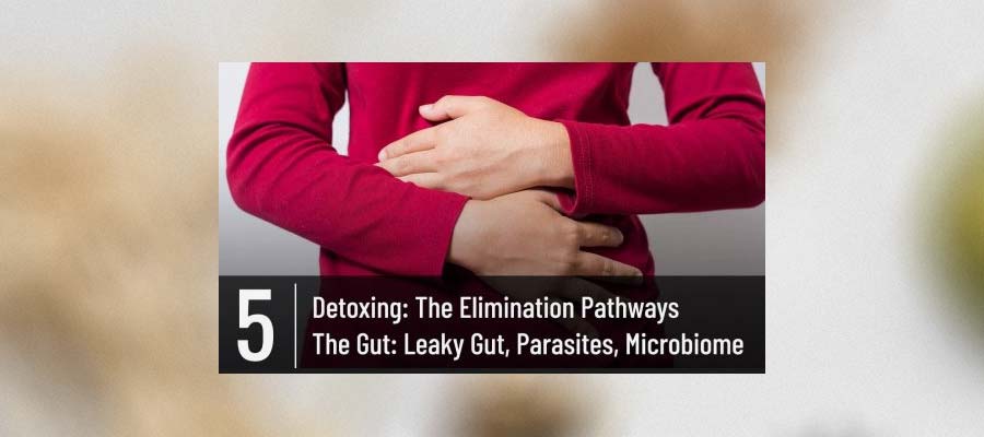 Detoxing: The Elimination Pathways: The Gut