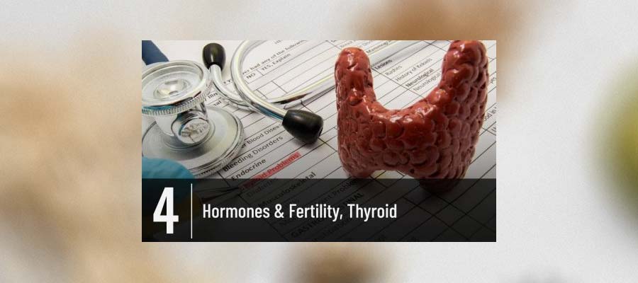 Hormones & Fertility, Thyroid