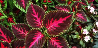 Coleus – Latest Research Included
