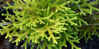 Lycopodium – Review the Latest Research