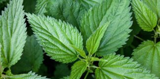 Stinging Nettle – Review the Latest Research